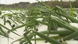 「壊滅に近い…」最強寒波で農家悲鳴　風雪で「特産・白ネギ」約15万本の葉が軒並み折れてしまう被害【鳥取・大山町】　|　BSSニュース | BSS山陰放送