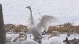 氷点下の朝に舞う冬の使者 “ハクチョウ” 富山市・田尻池で羽休め　富山　|　富山のニュース｜天気・防災｜チューリップテレビ