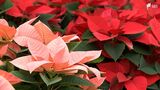 「みんなと過ごす明るい時間の中で役立てて」クリスマス前にポインセチアの出荷始まる=静岡・富士宮 | 静岡のニュース | SBSNEWS | 静岡放送