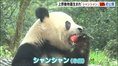 中国で“もぐもぐ”元気な姿　上野生まれシャンシャン、日本メディアに初公開| TBS CROSS DIG with Bloomberg