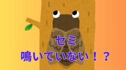 「セミが鳴いていない！？」空梅雨と急激な暑さで羽化に失敗か「35℃を超えるとあまり鳴かなくなる」|TBS NEWS DIG