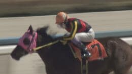 「競馬で死ぬのは嫌じゃない」金沢競馬で奮闘!富山出身、田知弘久ジョッキー 落馬で首の骨を折る大けが乗り越え復活 新シーズンにかける思い|TBS NEWS DIG