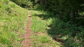 【速報】朝日町でクマの人的被害　山菜採りに山に入り、クマに襲われる　警察が注意を呼びかけ（山形）|TBS NEWS DIG