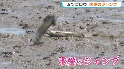 ムツゴロウが求愛のジャンプ！ 干潟に棲む絶滅危惧種の希少な魚 熊本