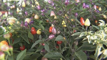 観賞用トウガラシの出荷最盛期 緑や紫 オレンジや赤…天候に恵まれ実の