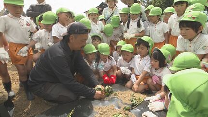 難しかったけど頑張った」園児がサツマイモの植え付け体験 | 山口の