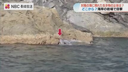 岩場をよじ登る‟謎の生き物”「毛並みの艶からおそらく…」【NBCニュース