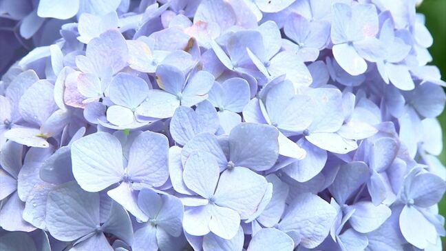 55種類 約750株のアジサイが見ごろ　坂出市の番の州公園　例年より1週間ほど遅く【香川】|TBS NEWS DIG