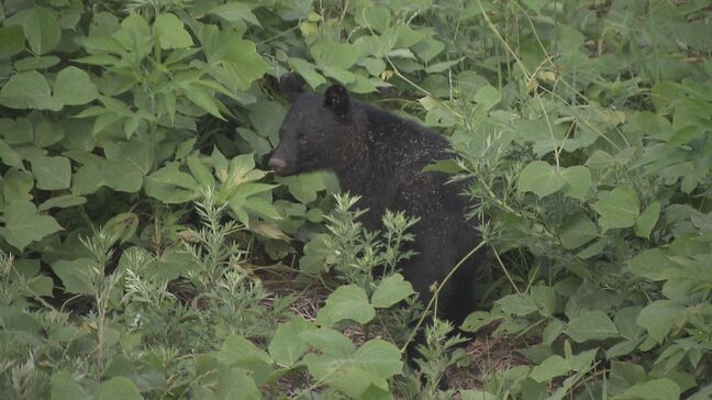 【クマ出没情報】自宅の庭にクマ1頭(約1.5メートル)目撃 福島市荒井|TBS NEWS DIG