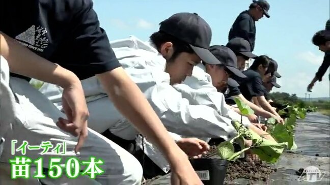 青果会社の指導を受けながら高校生が「カボチャの苗」を植え付け 150本を丁寧に植えて大きく実れ 栽培~流通までの生産過程を学ぶ 青森県平川市|TBS NEWS DIG
