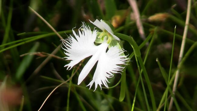 準絶滅危惧種に指定の可憐な花「サギソウ」がまもなく見ごろに「涼やかな白い花を楽しんで」【岡山・総社市】|TBS NEWS DIG