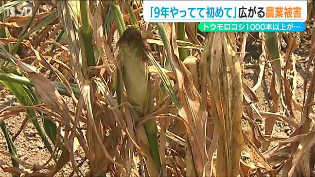 トウモロコシやサトイモに続き これから定植するキャベツにも！猛暑と渇水の影響　新潟市|TBS NEWS DIG