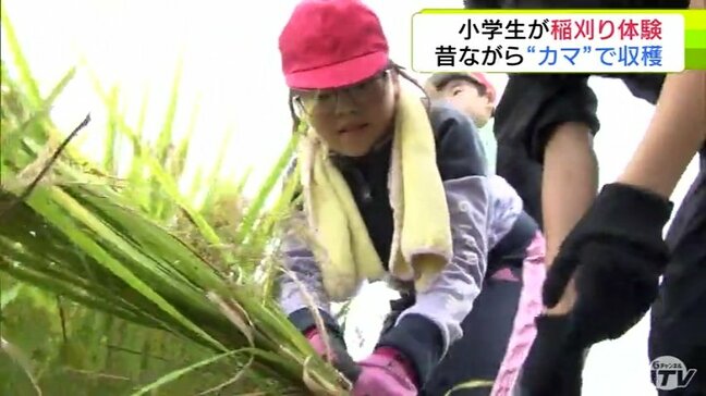 小学生が育てた「青天の霹靂」が収穫時期に　『鎌』を使った“昔ながらの方法”で稲刈りを体験「昔の人すごいと思った！」　青森県弘前市|TBS NEWS DIG
