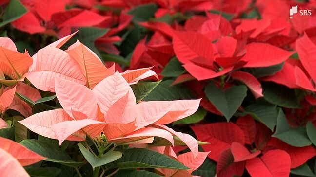 「みんなと過ごす明るい時間の中で役立てて」クリスマス前にポインセチアの出荷始まる＝静岡・富士宮|TBS NEWS DIG