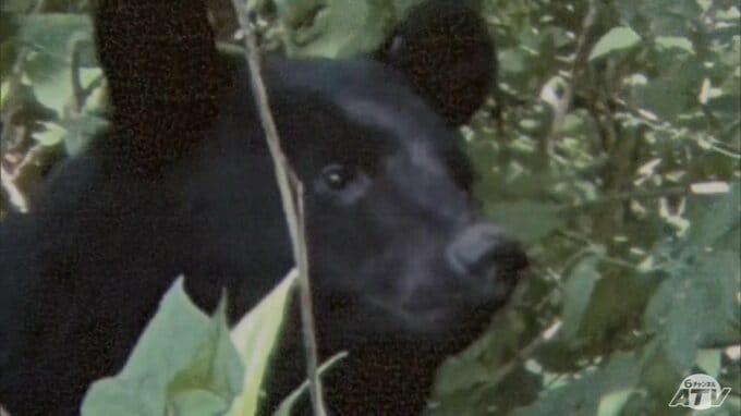 目撃情報「20件以上」　青森県おいらせ町で『クマ』の目撃情報相次ぐ　町内の小中学校では車での送迎　保護者も「不安」「心配」|TBS NEWS DIG