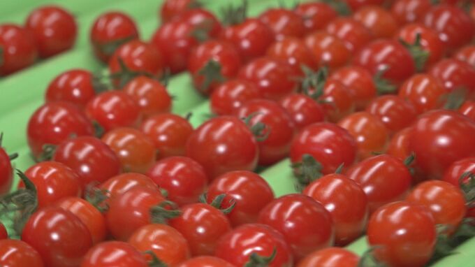 ルビーのように光り輝く 能登ミニトマト出荷はじまる　|　石川県のニュース｜MRO北陸放送
