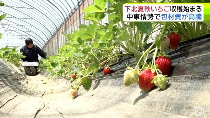 「下北夏秋いちご」今シーズンの収穫はじまる　春先に暖かな天候が続いたことで例年より1週間ほど早く　一方でここにも中東情勢の影響が…　イチゴを詰めるパックが約1割値上がり「数使うものですごく痛手」|TBS NEWS DIG
