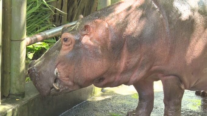 国民的歌手にあやかり名づけられたカバ 今年48歳に 国内最高齢で子どもたちがお祝い|TBS NEWS DIG