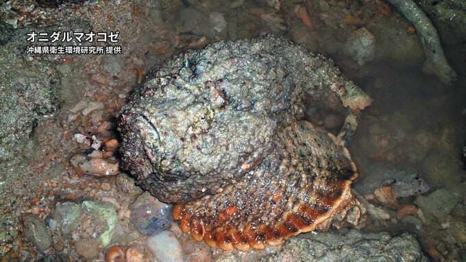 男子生徒2人、猛毒の「オニダルマオコゼ」に足を刺される　過去には死亡事故も2例|TBS NEWS DIG
