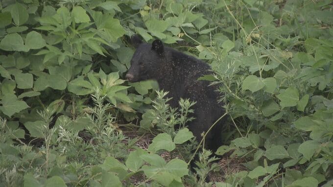 【クマ出没情報】自宅の庭にクマ１頭（約１．５メートル）目撃　福島市荒井|TBS NEWS DIG
