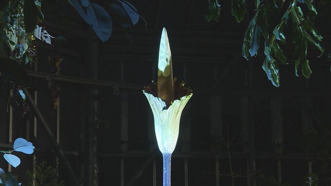 国内で５例目「アモルフォファルス・デカス・シルヴァエ」アナウンサー泣かせの名前の花が開花　山口県宇部市|TBS NEWS DIG