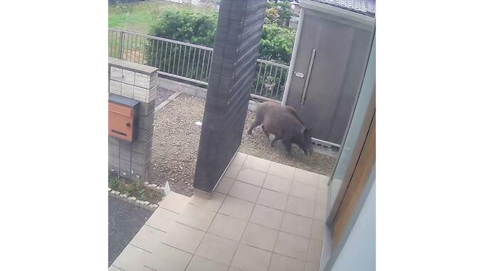 住民を襲ったイノシシが防犯カメラ映像に 2歳児含む4人が救急搬送【長崎】　|　長崎のニュース | 天気 | NBC長崎放送