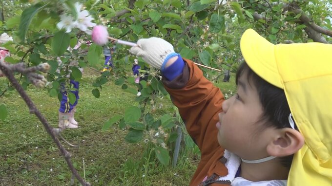 「おいしくなーれ！」園児がリンゴの授粉に挑戦！　収穫は11月に　|　青森のニュース│ATV NEWS│青森テレビ