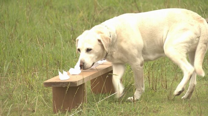 行方不明者の捜索などで活躍！「嘱託警察犬」の技能を審査　|　山口のニュース・天気・防災｜tys NEWS｜ｔｙｓテレビ山口