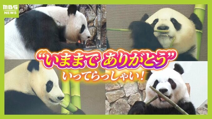 ありがとう！白浜のパンダファミリー「また会いに行くよ」「めっちゃ悲しい」最終観覧を迎えアドベンチャーワールドには別れを惜しむ人々の姿　６月２８日に中国へ旅立ち...３１年の歴史に幕|TBS NEWS DIG