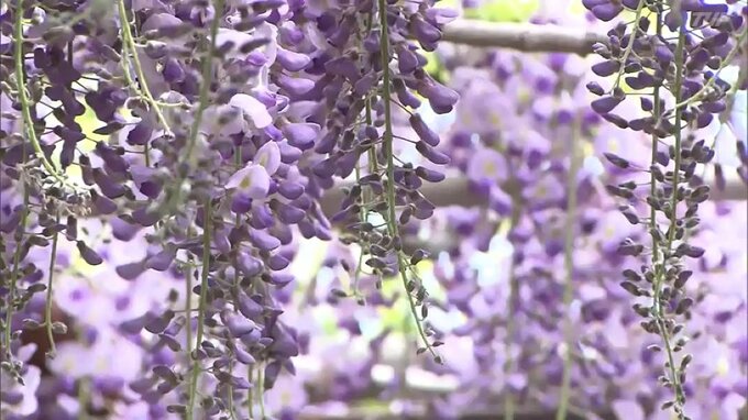 波のように揺れる花…大フジ棚が満開に　本宮市の観光庭園「蛇の鼻」福島　|　福島のニュース│TUF
