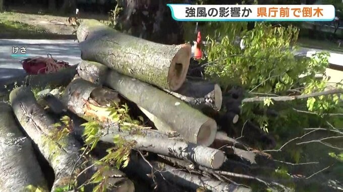 広島県庁前「県庁の森」でケヤキが倒木　2月の点検は異常なしも強風で　当面はエリア立ち入り規制|TBS NEWS DIG