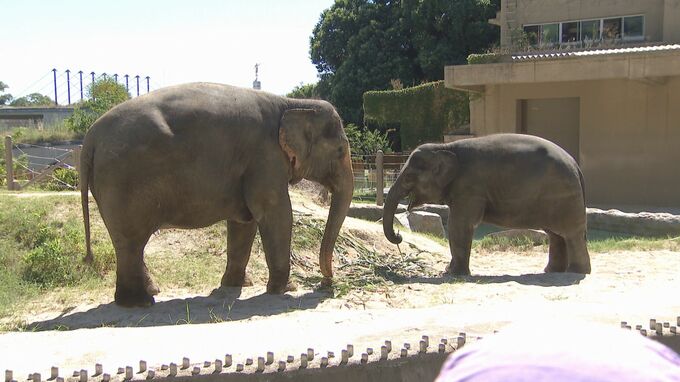 プールに飛び込み涼む子ゾウの「わかば」　福岡市動物園で来園1周年イベント　好物のバナナやスイカをプレゼント|TBS NEWS DIG