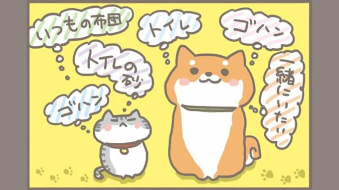 急遽ペットと避難…持っていくべきものと注意点　手元に写真はありますか？|TBS NEWS DIG