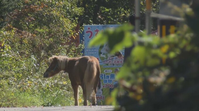 違法建築で閉園「ノースサファリ」すべての動物を移動完了時期の見通し立たず　移動計画を提出も1か月分のみにとどまる　　|　北海道のニュース｜HBC北海道放送