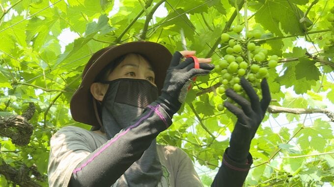 「日が当たると色が変わる･･･」異例の梅雨明け 農家は作業に追われる|TBS NEWS DIG