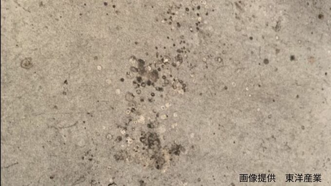 【衝撃】「これ、クモのフンだったの！？」白や黒のインクが飛び散ったようなあとが「門灯の下　窓際　エアコン裏」などにあったら「クモのフン」の可能性大|TBS NEWS DIG