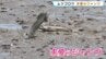 ムツゴロウが求愛のジャンプ！　干潟に棲む絶滅危惧種の希少な魚　熊本・宇土市　|　熊本のニュース｜RKK NEWS｜RKK熊本放送