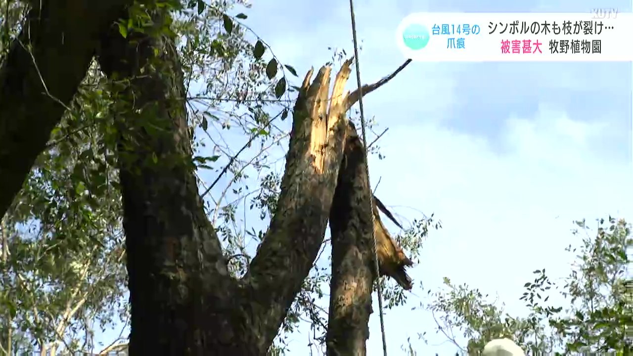 想像を超える被害 シンボルの木の枝裂け 根本から倒れる樹木も 牧野植物園 朝ドラ 控え関係者は落胆 台風14号の被害 Tbs News Dig