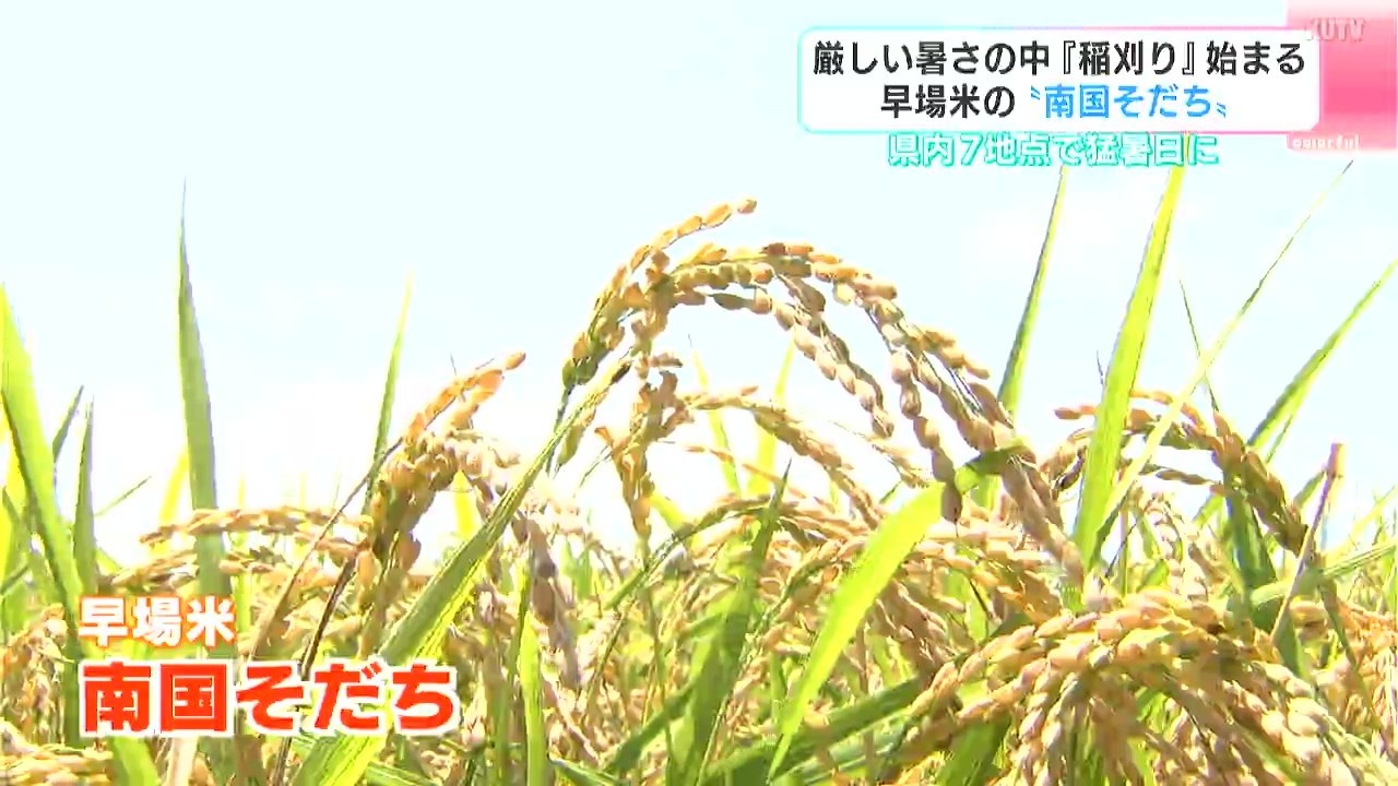 この夏刈りたて2023年新米!令和5年高知県産よさ恋美人 検査米1等玄米