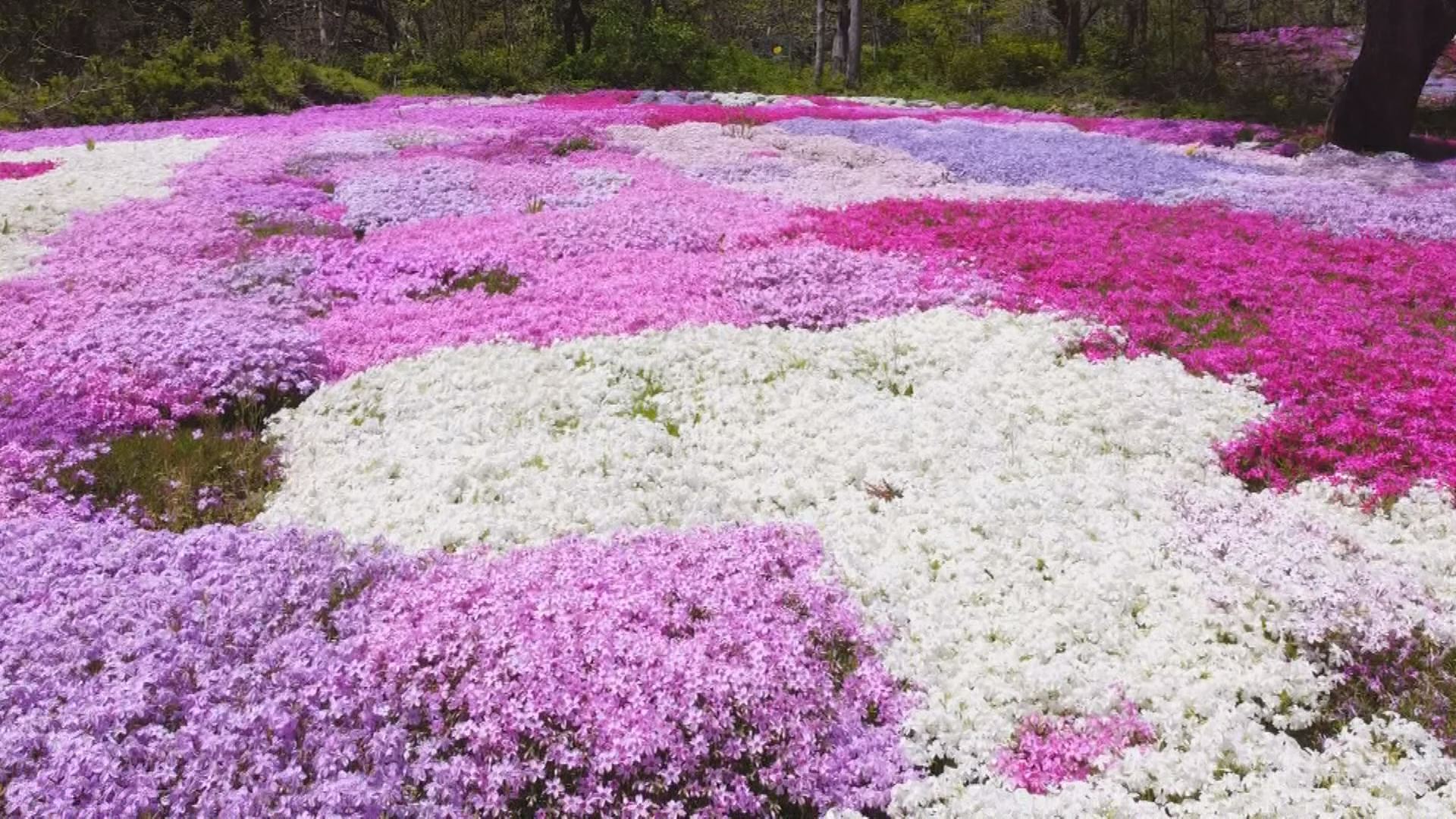 気が付けば花畑に ２５株が今では圧巻の芝桜 絶景は 隠れた名所 に 長野 松本市 Tbs News Dig
