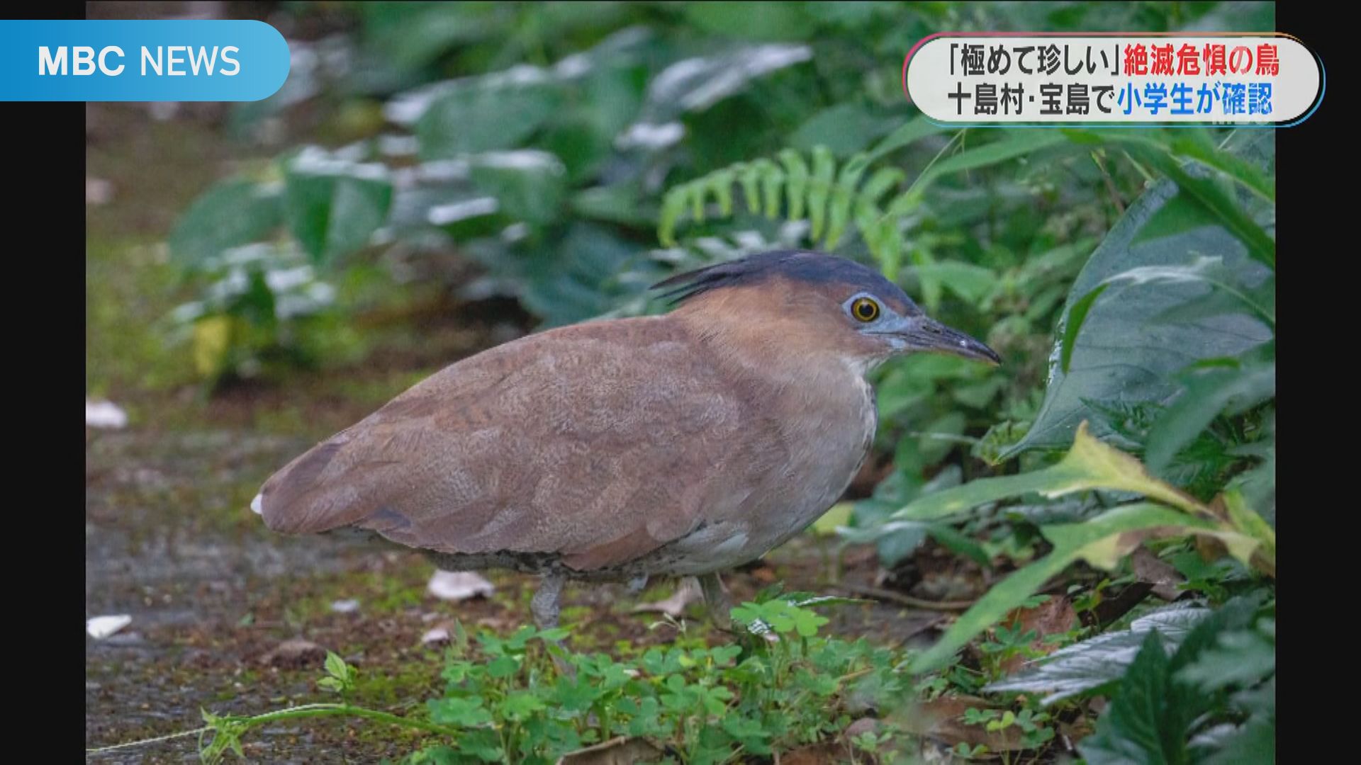 人口１６１人の宝島で小５の男の子が見つけた鳥 専門家も うらやましい 極めて珍しい Tbs News Dig