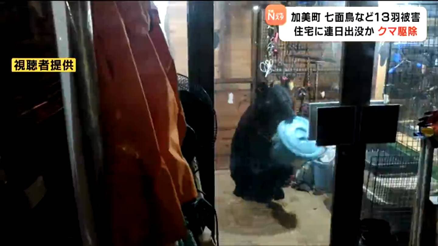 連日出没し七面鳥など13羽食べた「白いテープのクマ」と同一か 住宅