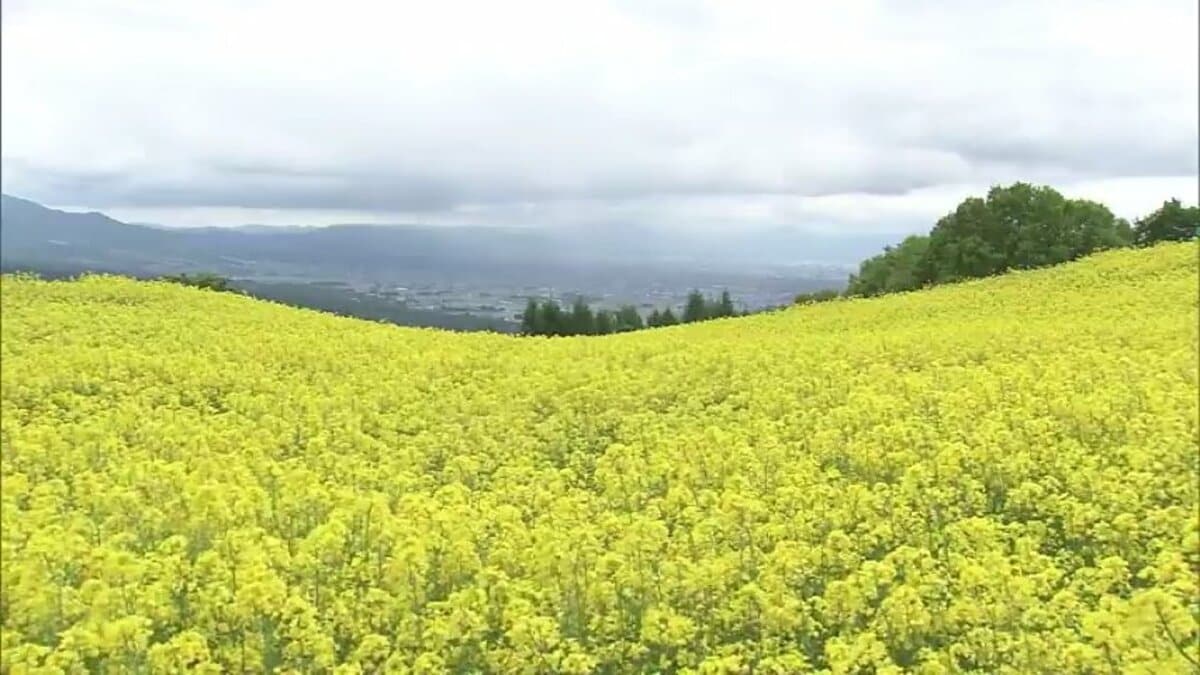 一面黄色のじゅうたんに…三ノ倉高原の「菜の花畑」満開 350万本