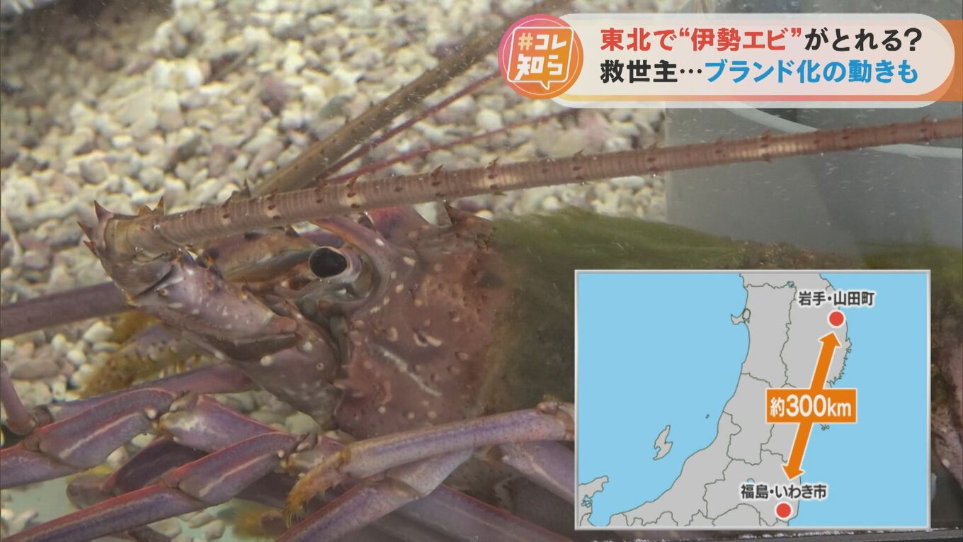 三重県から伊勢エビが消えた!?なぜか東北地方で伊勢エビ出現「伊勢エビ漁の網を譲ってくれ」 | TBS NEWS DIG (2ページ)
