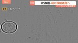 iPS細胞使った再生医療製品 公的医療保険の適用を了承 パーキンソン病治療“年内に1人目の移植を目指す”|TBS NEWS DIG
