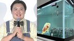 【 やす子 】熱帯魚＆金魚に「夢だった」大水槽をプレゼント　「オスカー30センチくらいなのにノビノビ」ご満悦|TBS NEWS DIG