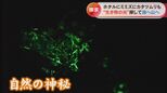 人知れず光る夜の森!?実はミミズもカタツムリも光っていた…発光する生物に魅せられた研究者の日常 | 名古屋・愛知・岐阜・三重のニュース【CBC news】 | CBC web