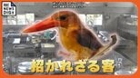 顔つきは可愛い珍客でも影響は甚大　給食センターにまた野鳥侵入、今度は換気口から？　3600人の献立を変更　抜本的対策が急務|TBS NEWS DIG