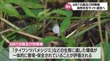 「MRTの森及び好隣梅」(宮崎市)　環境省の「自然共生サイト」に認定へ　「日向・平岩クロメの海の森」(日向市)と「Base 谷の杜から」(三股町)も|TBS NEWS DIG