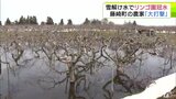 「全部伐ってやり直し…。生きているうちにリンゴはならない」リンゴ園で最大1m超の冠水 園地のくぼ地に流れ込んだのは『雪解け水』 全体の約6割の40本の木が水に浸かって農家から悲痛な叫び「大打撃だ…」 | 青森のニュース│ATV NEWS│青森テレビ